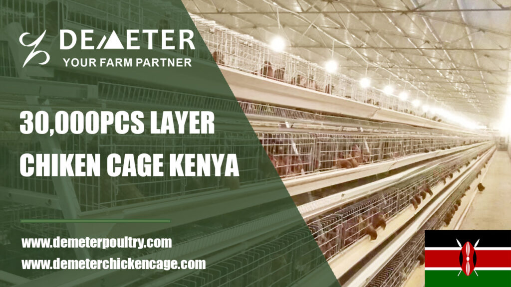 Layer Chicken Cage Kenya