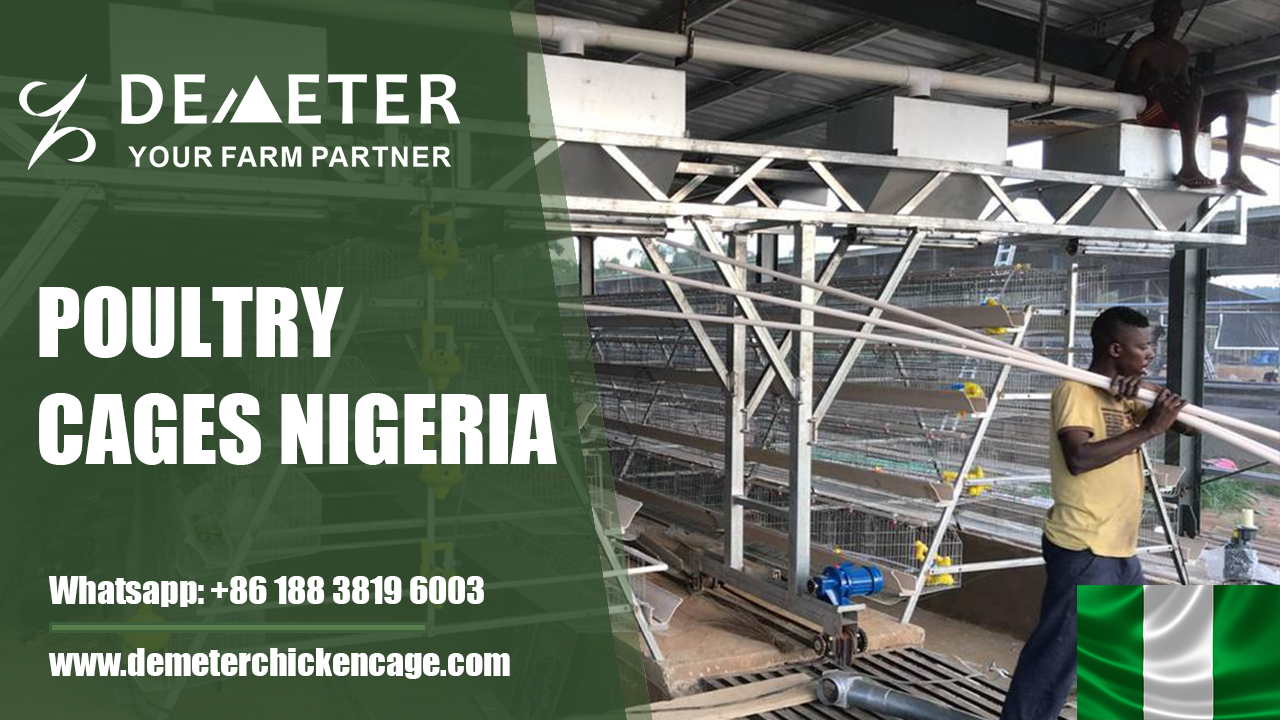 Poultry cages Nigeria, chicken cage, layer chicken cage, demeter africa chicken cage supplier, battery cage system, layer cage for sale in Africa