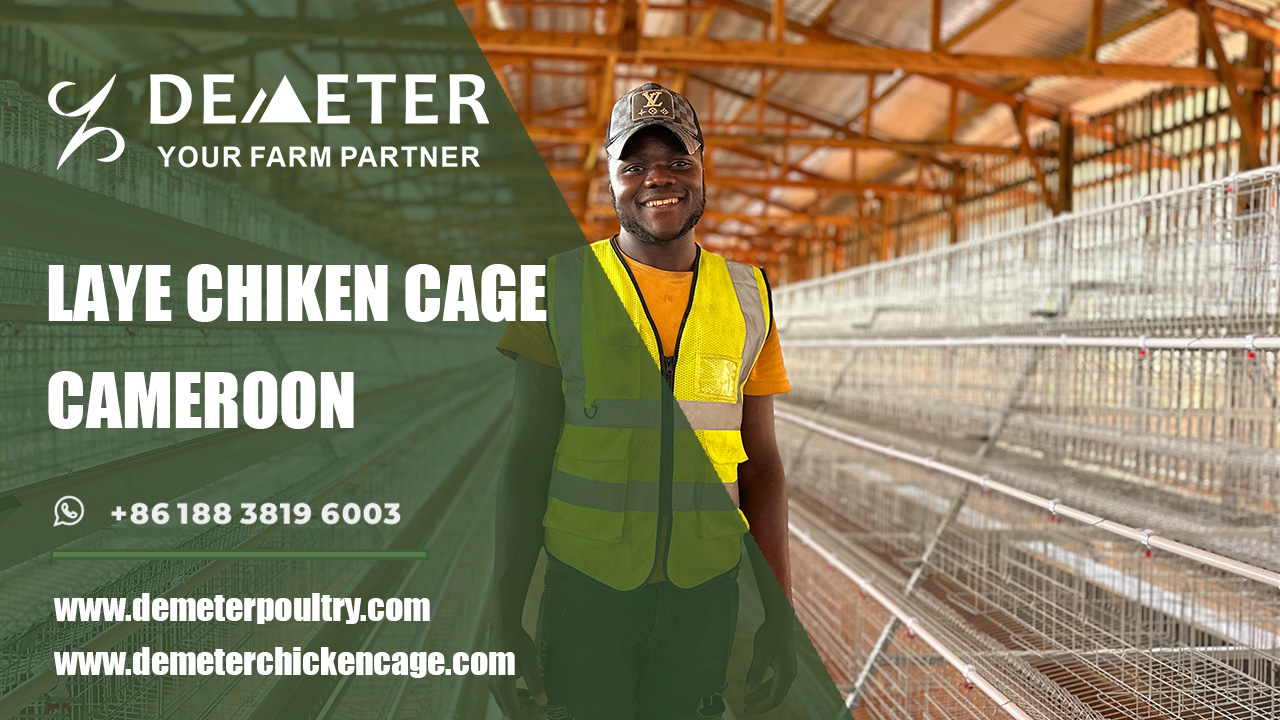 chicken cage, layer chicken cage, demeter africa chicken cage supplier, battery cage system, layer cage for sale in Africa