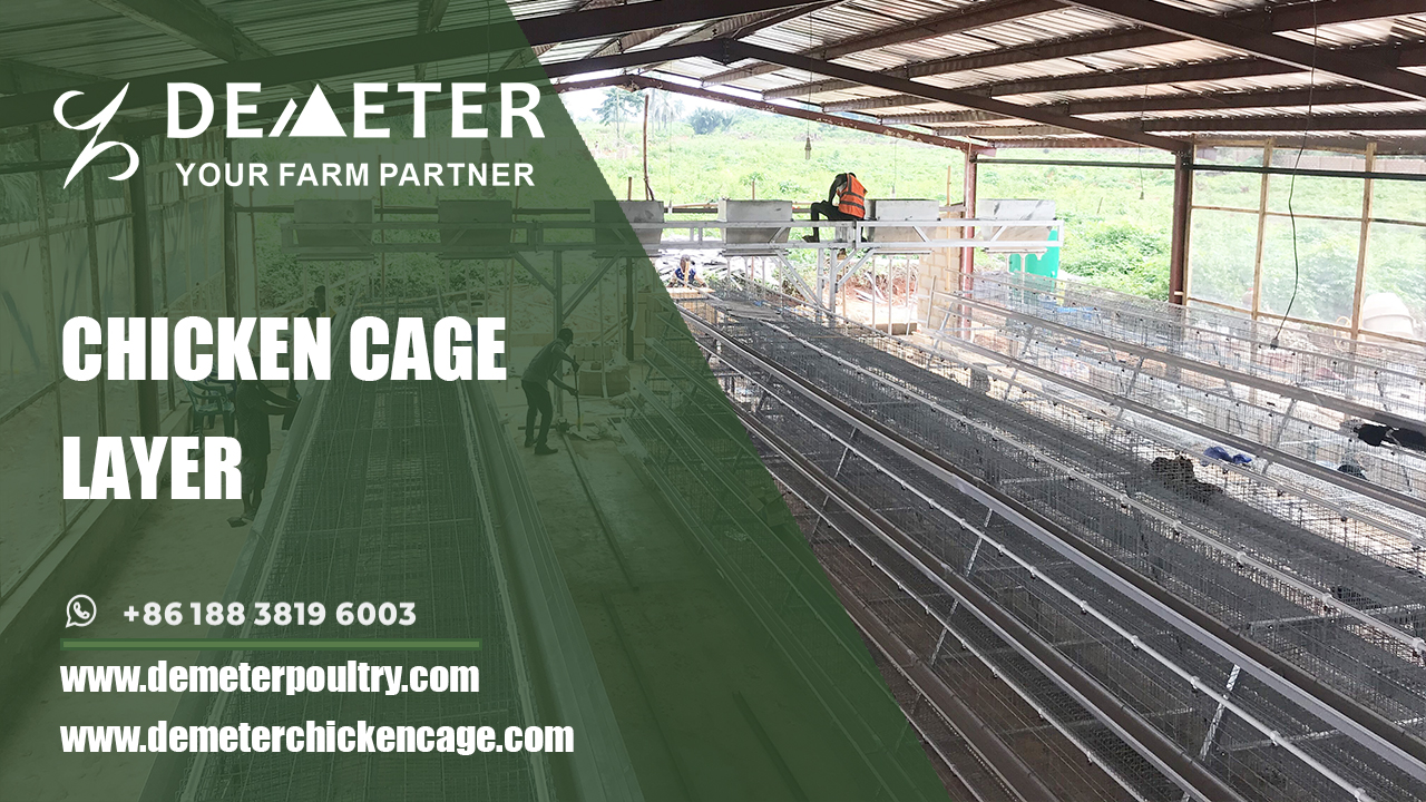 CHICKEN CAGE LAYER, LAYER EGG CHICKEN BATTERY CAGE SYSTEM POULTRY FARM EQUIPMENT