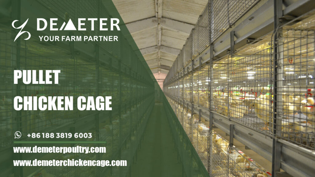 PULLET CHICKEN CAGE, LAYER CHICKEN CAGE, POULTRY CAGE SYSTEM